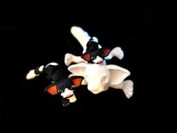 Mini Oriental Shorthair Cat *Personal Use* 3d model