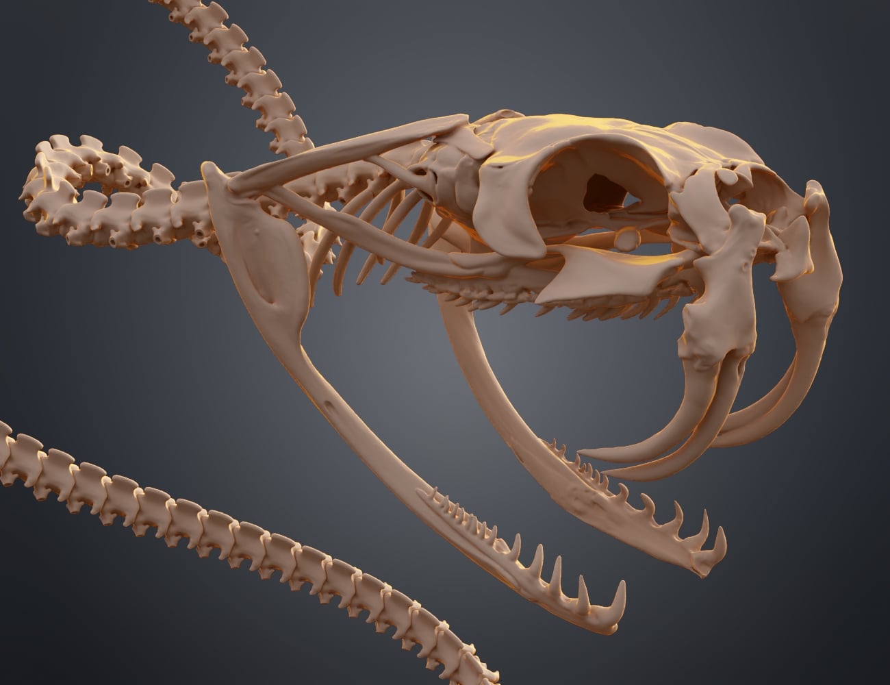 Rattlesnake Skeleton - Realistic Model 3d model