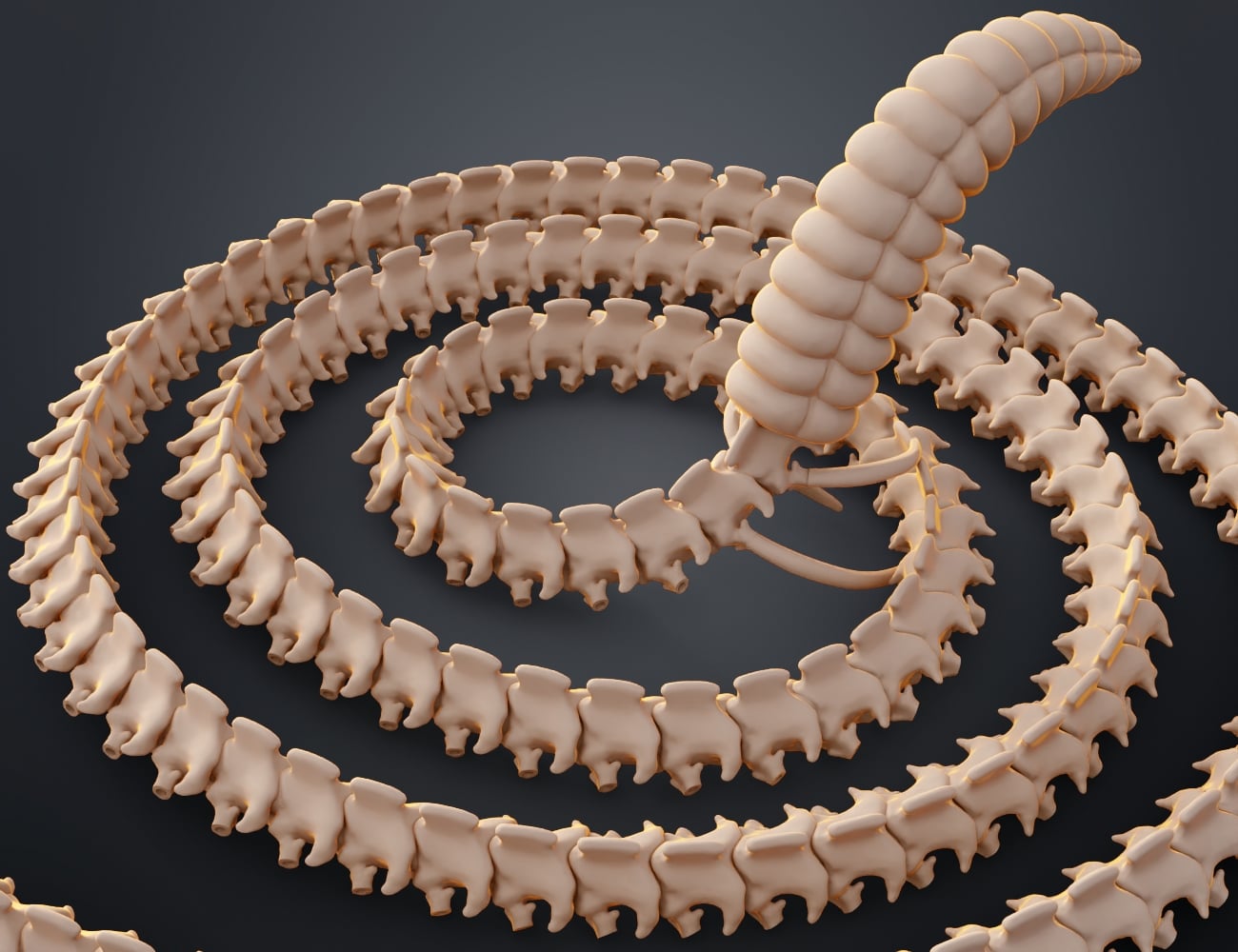 Rattlesnake Skeleton - Realistic Model 3d model