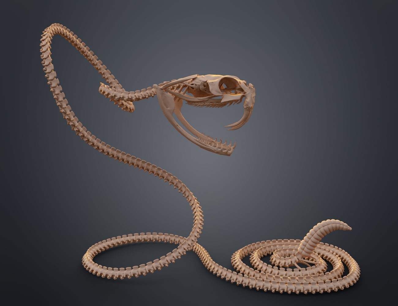 Rattlesnake Skeleton - Realistic Model 3d model