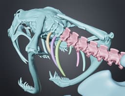 Rattlesnake Skeleton - Realistic Model 3d model