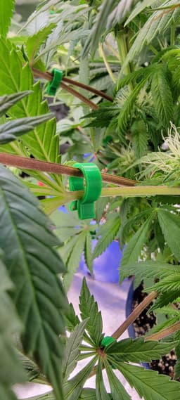 LeafGuide – Expose Bud Sites Without Cutting 3d model