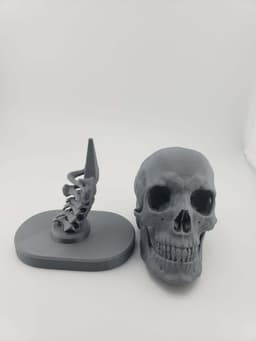Skull Anatomy 3d model