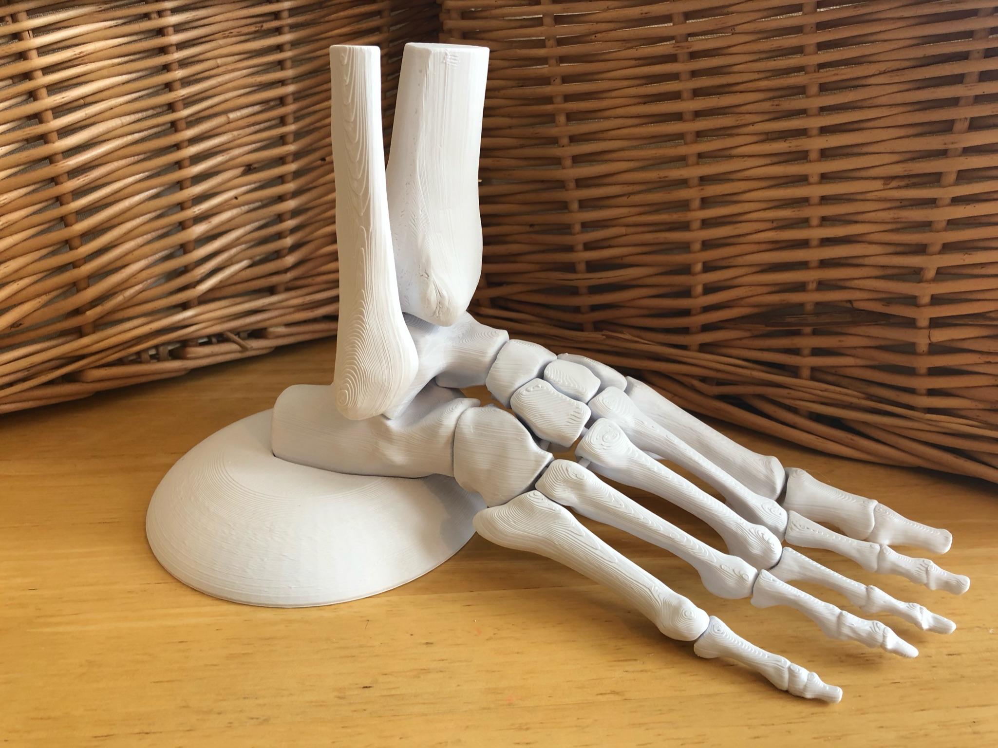 Full Size Anatomically Correct Human Foot Model 3d model