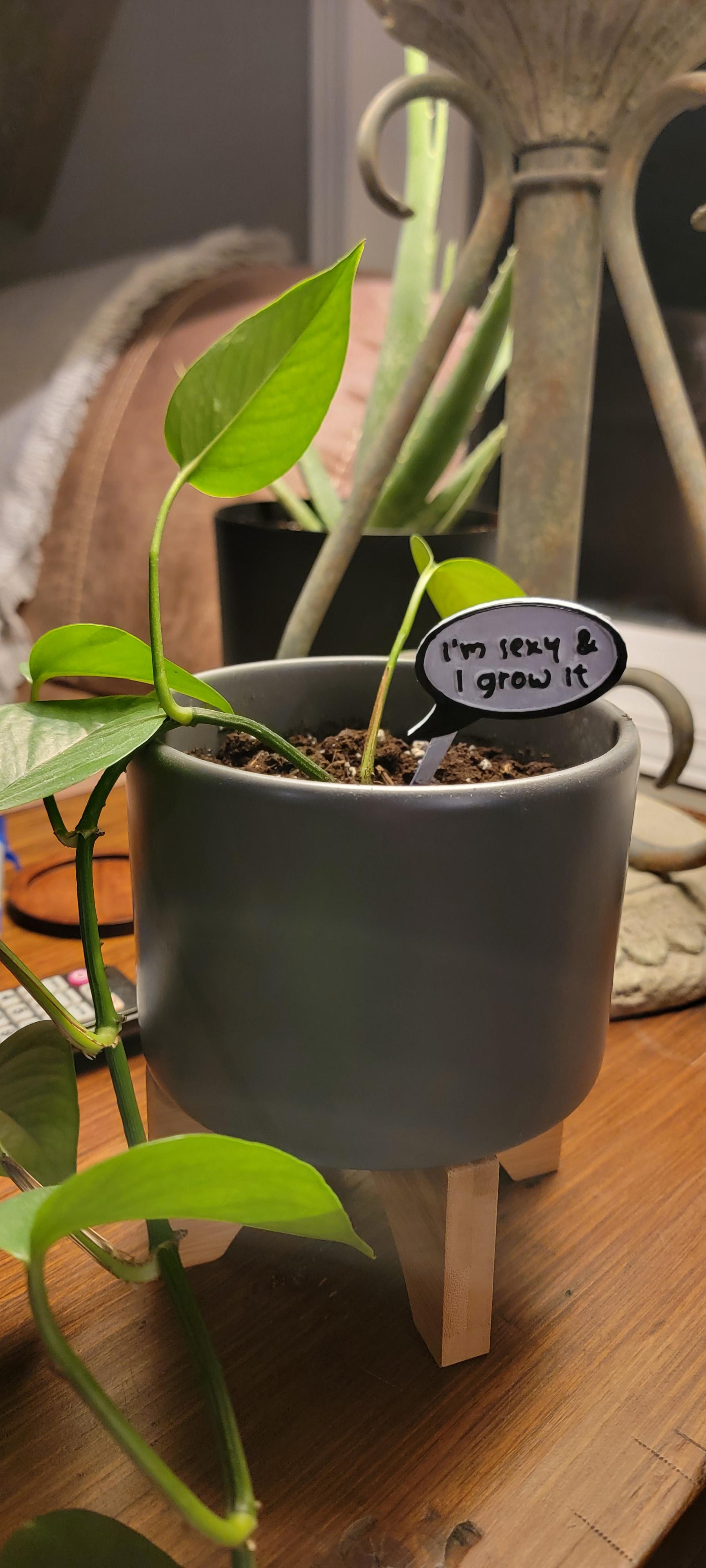 Plant Speech Balloon - I'm sexy and I grow it 3d model