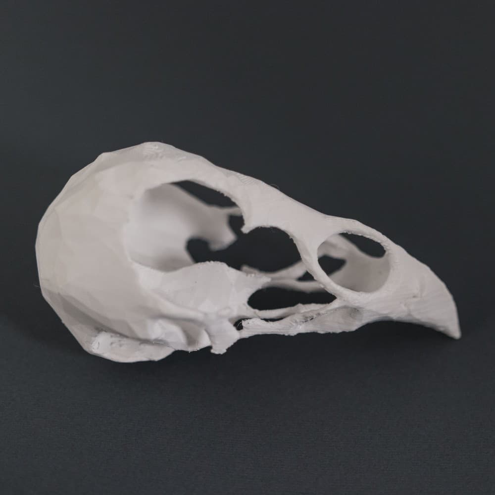 Bird Skull 3d model