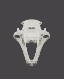 Polar Bear Skull (Ursus Maritimus) 3d model