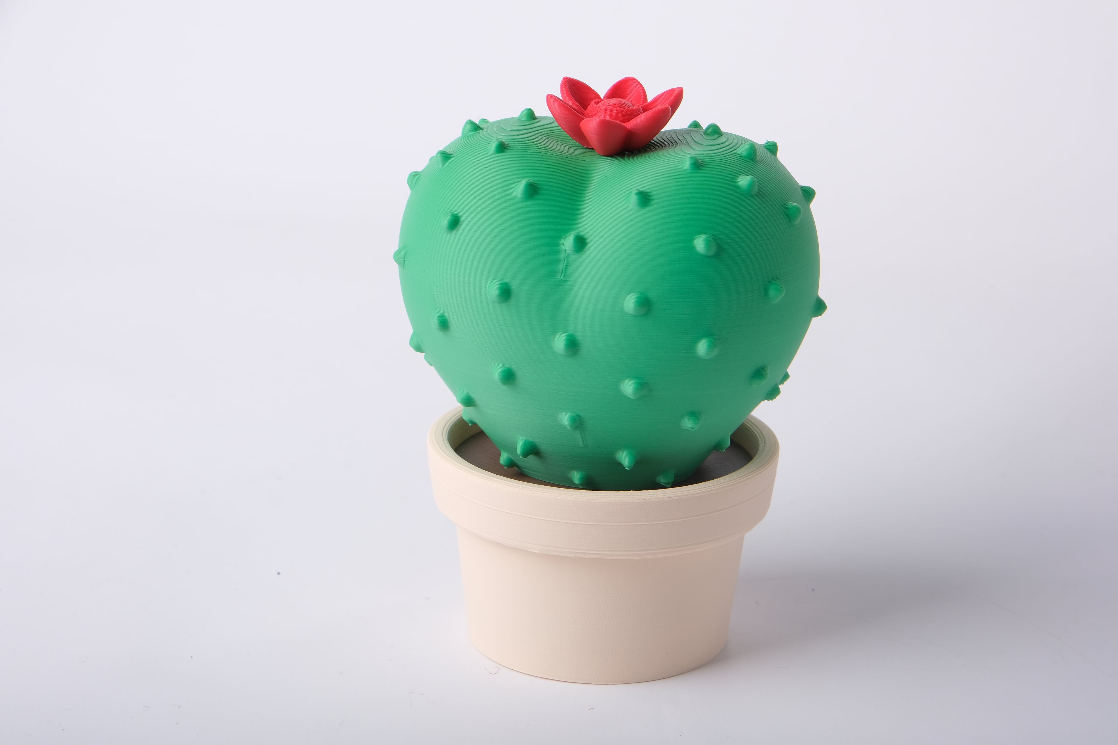 Round Cactus Botanical Shelf Decor 3d model