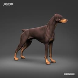 Doberman Pinscher Natural Ears Docked Tail 3D Print Pose 02 3d model