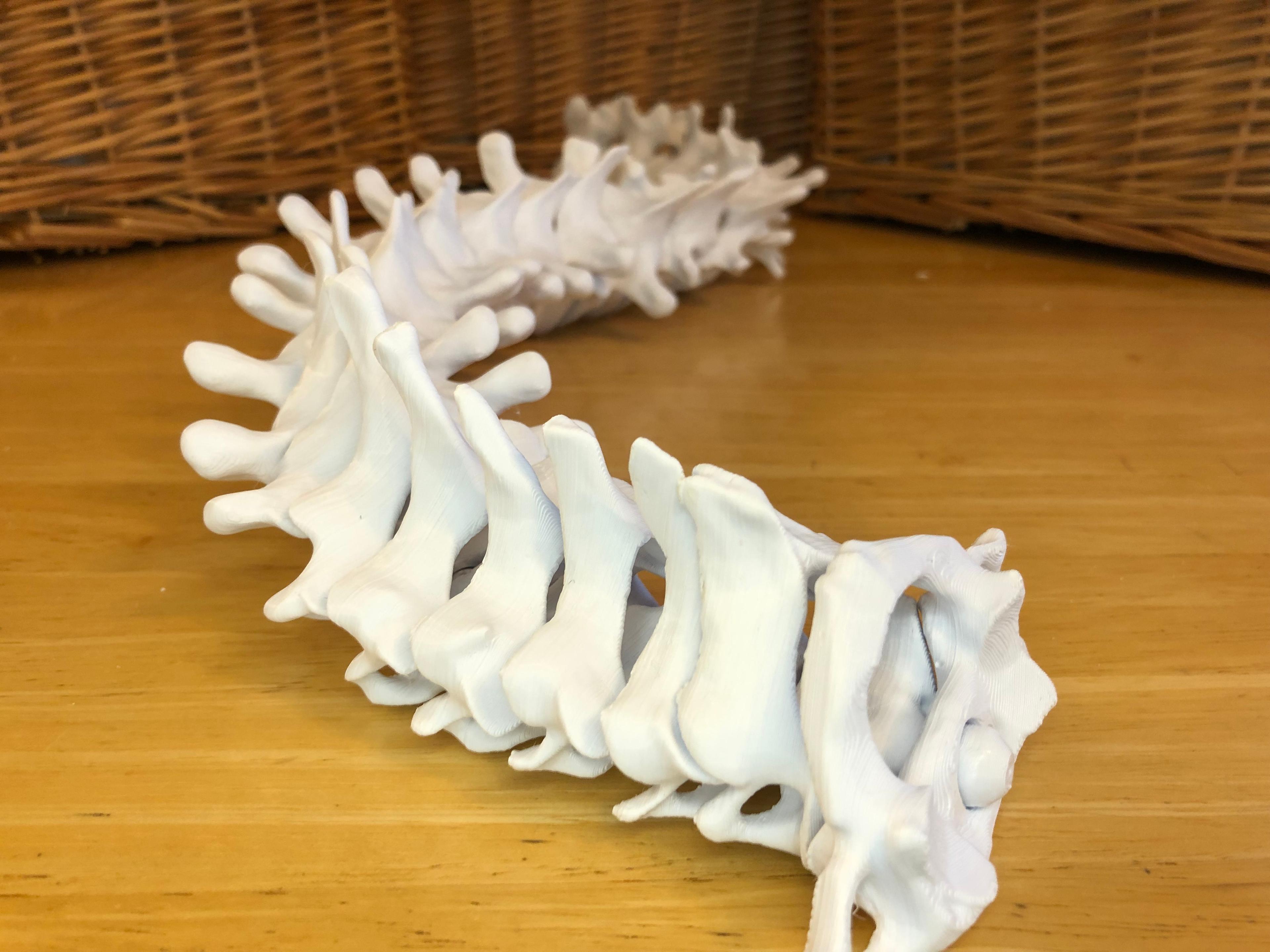 Full-sized Anatomically Correct Articulating Spine 3d model