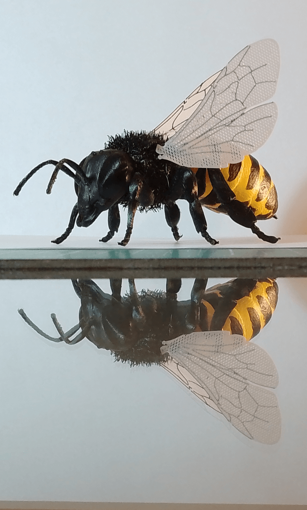 Hairify Honey Bee 3d model