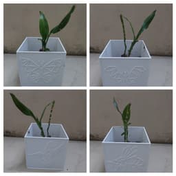 Creature Haven Cube Planter 3d model