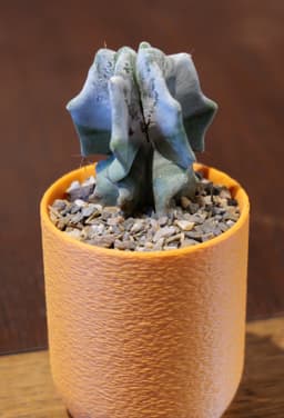 Simple Planter 3d model