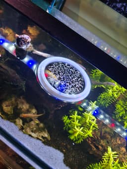 Aquarium Feeding Ring 3d model