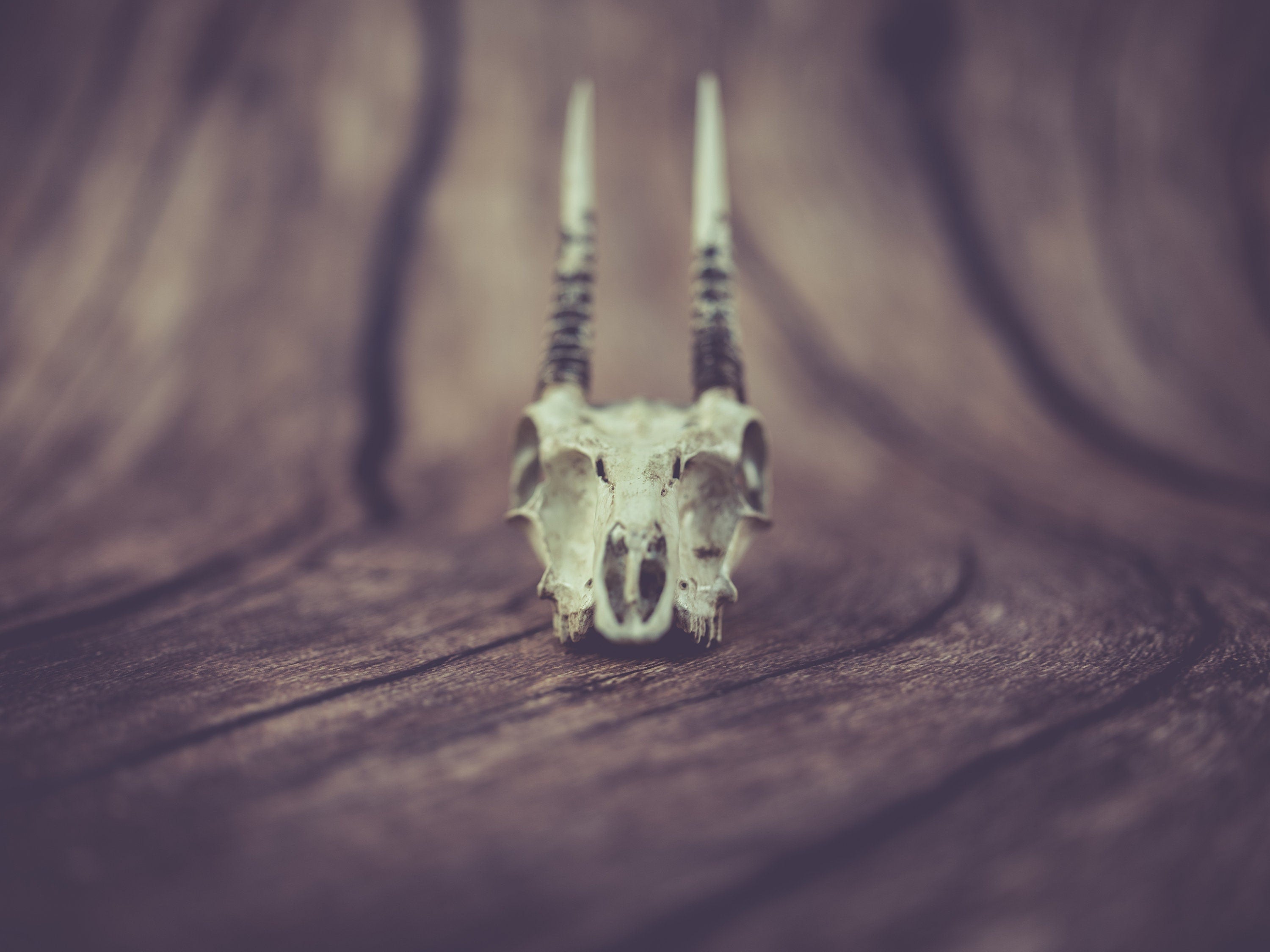 Oribi Skull (Pre Supported) 3d model