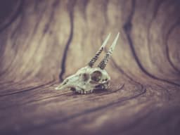Oribi Skull (Pre Supported) 3d model