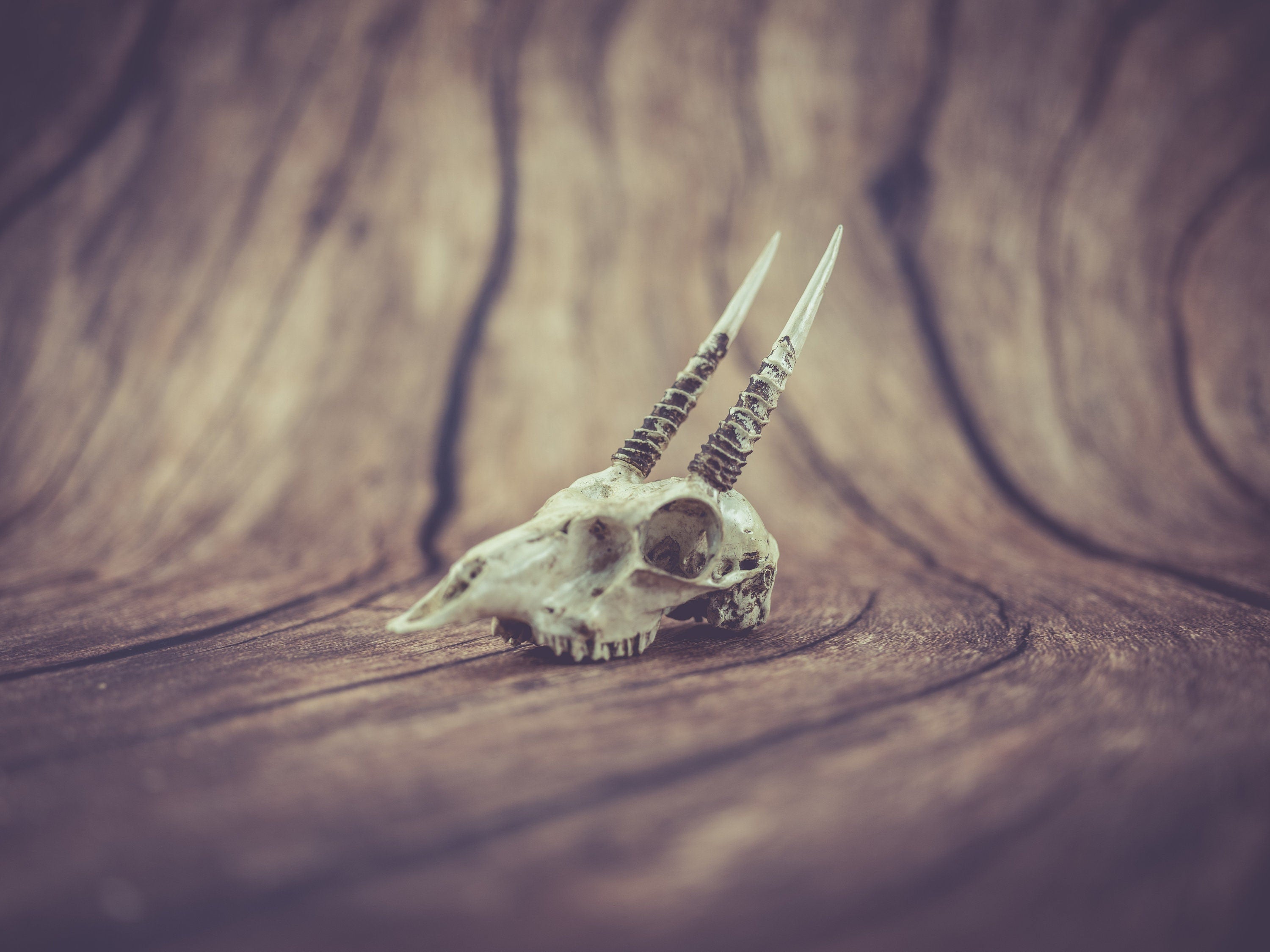 Oribi Skull (Pre Supported) 3d model