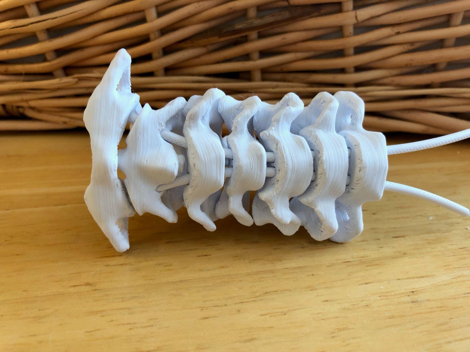 Flexible Spine Model with Display Stand 3d model