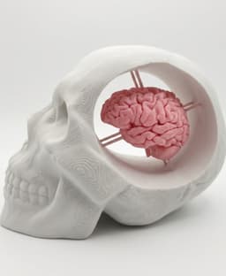 Skull with Brain 3d model