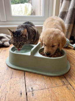Minimalist Speckled Sage Double Pet Bowl - Dual Food & Water Diner for Cats & Small Dogs 3d model