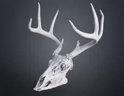 White-Tailed Deer Skull (Odocoileus Virginianus) 3d model