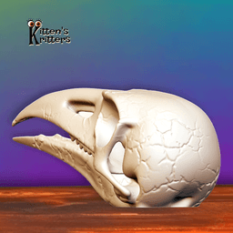 Prehistoric Bird Skull Desert Predator Home Decor 3d model
