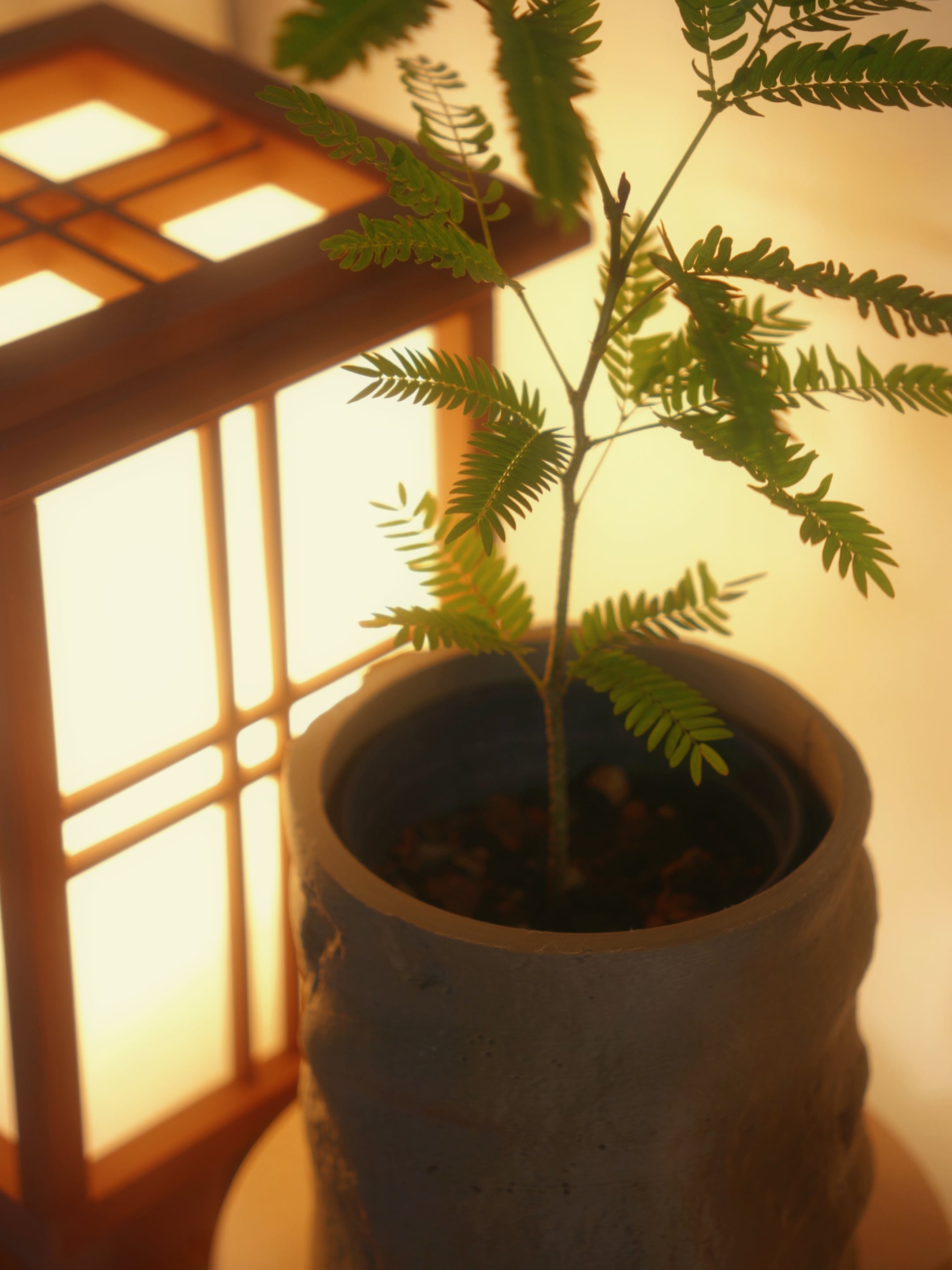 Tsuchi Planter 3d model