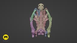 King Cobra Snake Skull Ophiophagus hannah 3d model