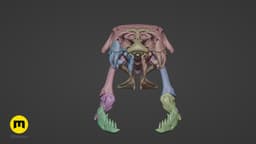 King Cobra Snake Skull Ophiophagus hannah 3d model