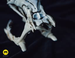King Cobra Snake Skull Ophiophagus hannah 3d model