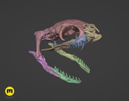 King Cobra Snake Skull Ophiophagus hannah 3d model