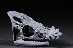 Parsons Chameleon Skull 3d model