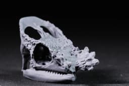 Parsons Chameleon Skull 3d model