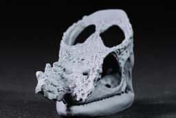 Parsons Chameleon Skull 3d model