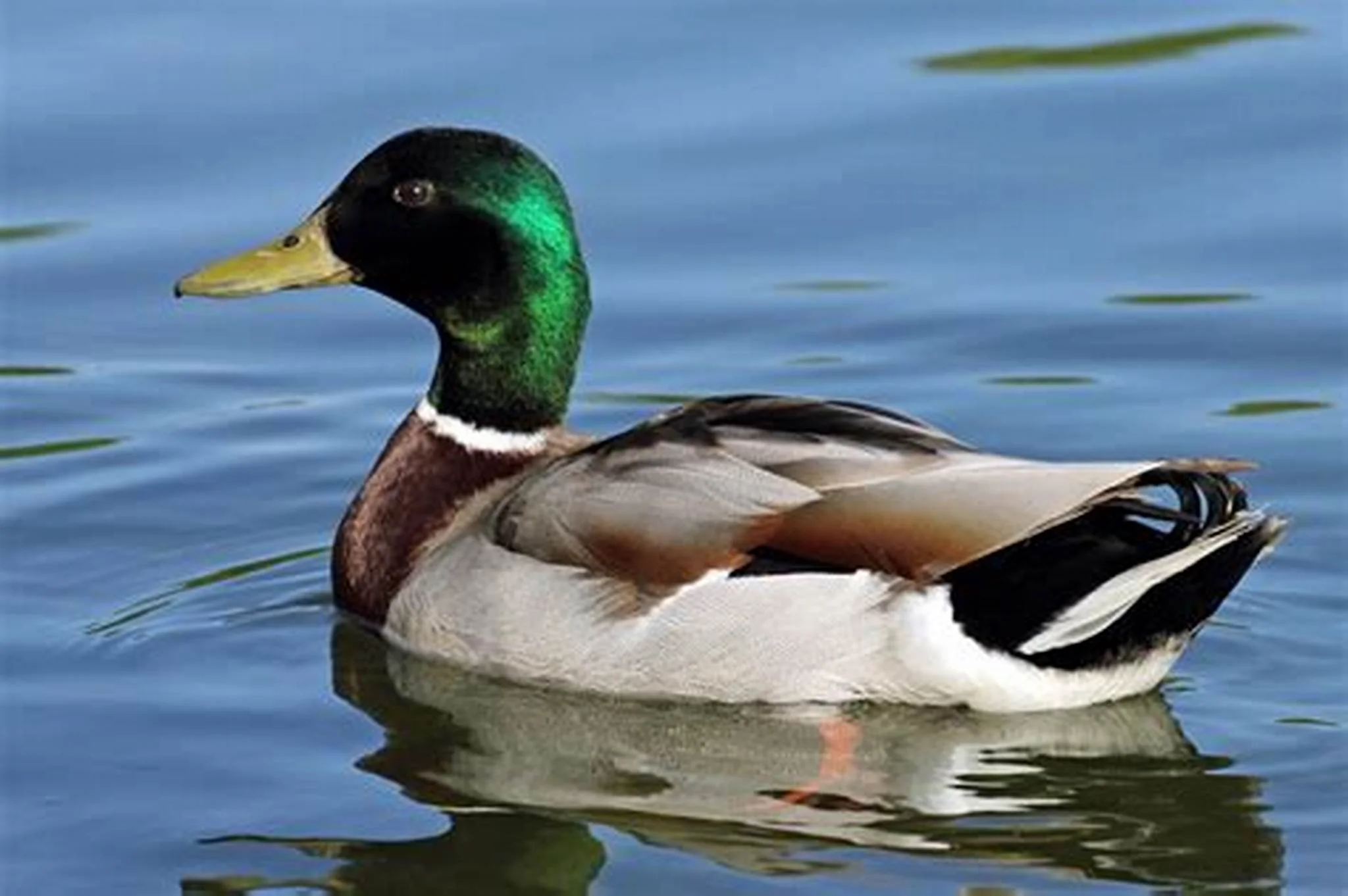 quack quack