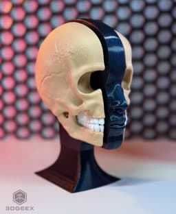 Anatomy 3d model