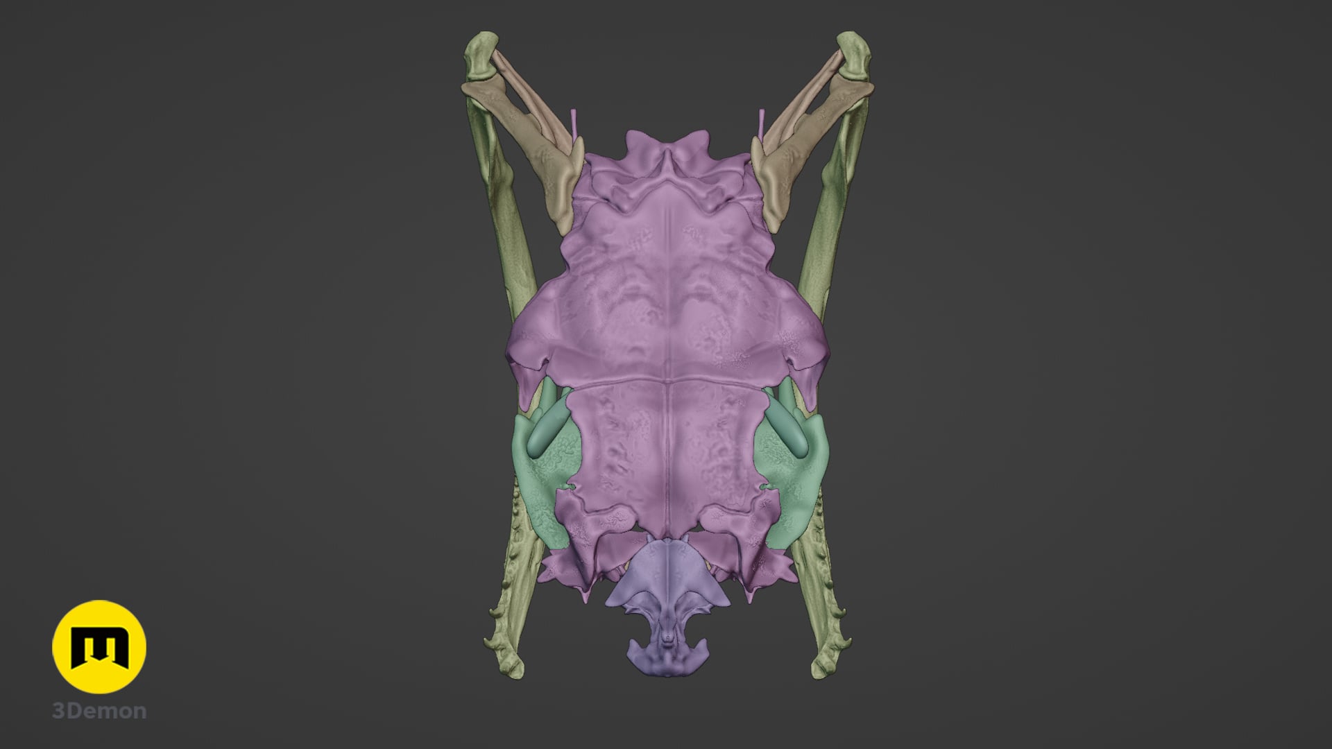 Boiga Snake Skull Dispholidus Typus 3d model