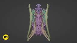 Boiga Snake Skull Dispholidus Typus 3d model