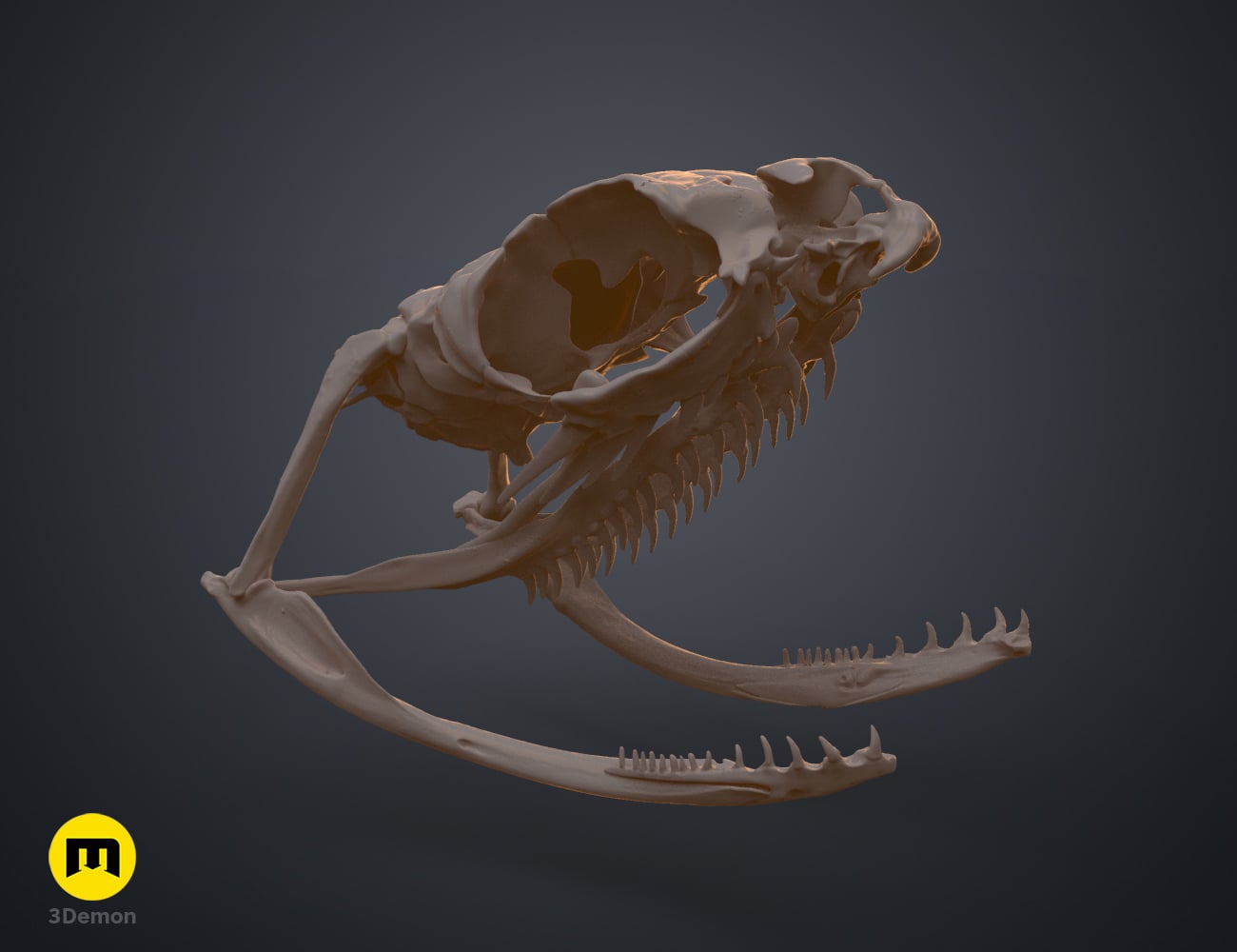 Boiga Snake Skull Dispholidus Typus 3d model