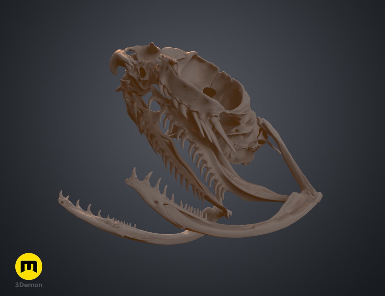 Boiga Snake Skull Dispholidus Typus 3d model