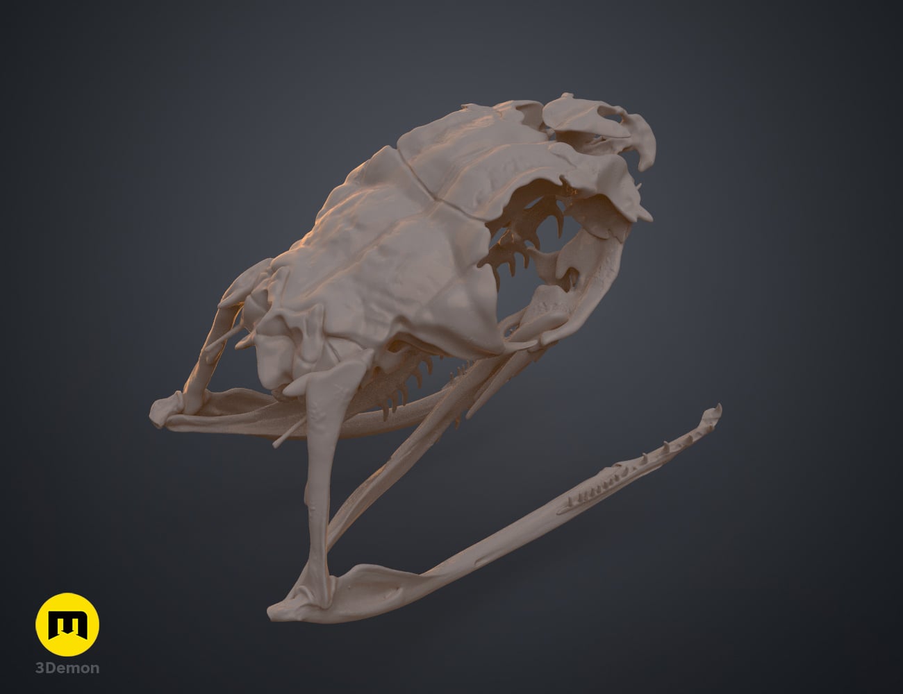 Boiga Snake Skull Dispholidus Typus 3d model