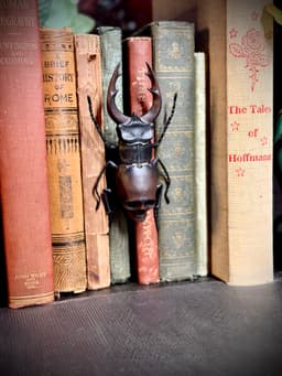 skull stag beetle spine hugger 3d model