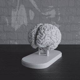 Brain Anatomy Cross-Section with Magnets 3d model