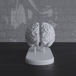 Brain Anatomy Cross-Section with Magnets 3d model