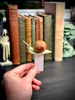 Snail spine hugger 3d model
