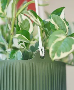 Taro Hanging Planter 3d model