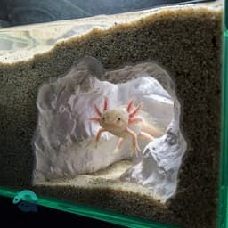 Aquarium & Terrarium Large Corner Cave - Fish, Shrimp, Reptile, Axolotl Hide with Big Openings 3d model
