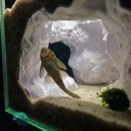 Aquarium & Terrarium Large Corner Cave - Fish, Shrimp, Reptile, Axolotl Hide with Big Openings 3d model