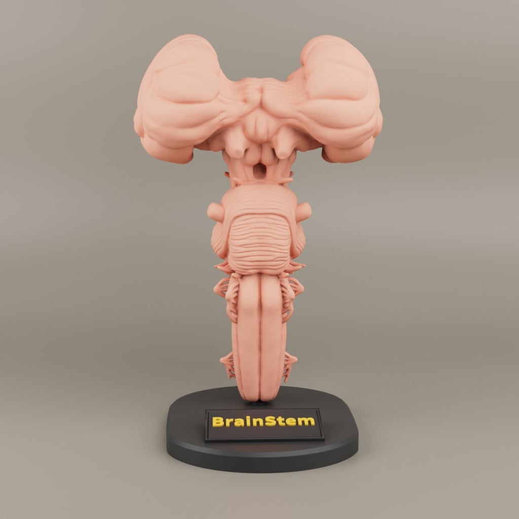 Brain Stem anatomy For 3D printing 3d model