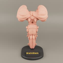 Brain Stem anatomy For 3D printing 3d model